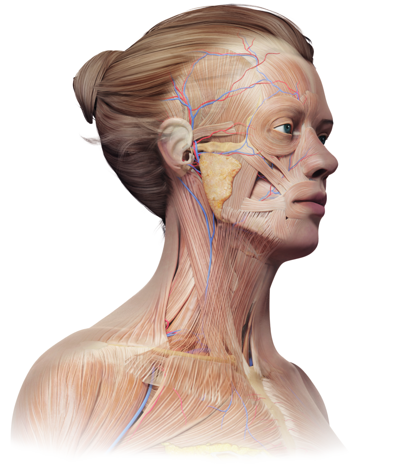 Figura anatômica de um rosto feminino